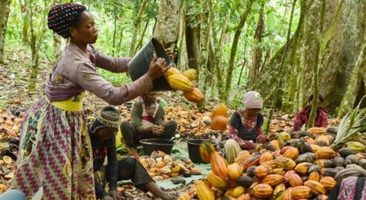 Côte d’Ivoire: Kineden Commodities séduit les investisseurs internationaux